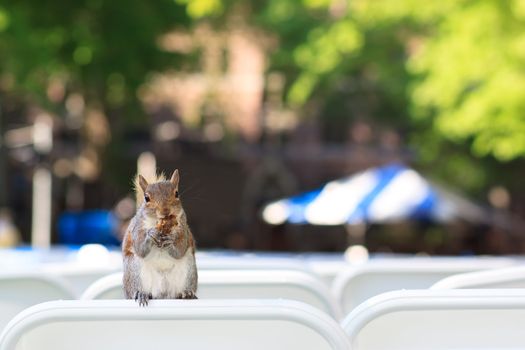 A young squirrel eating a nut on the back of chair 