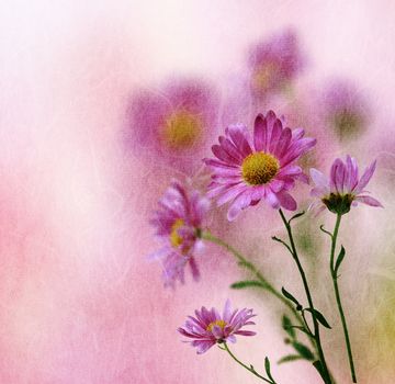 Vintage pink daisy flower background