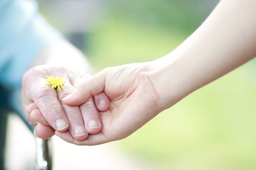 Young and senior hands holding hands with a dandelion