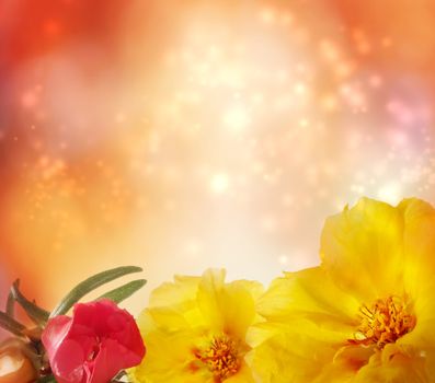 Portulaca on abstract light background