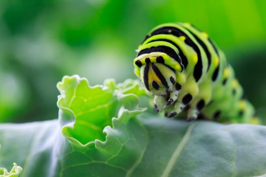 Cute swallowtail caterpillar on the kale