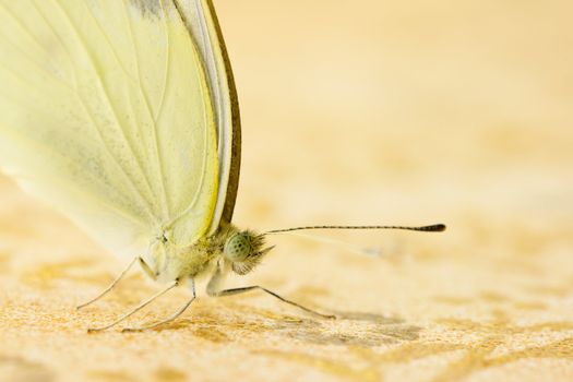 Small white butterfly on soft pink background