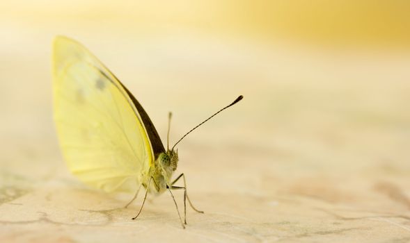 Small white butterfly on pink background