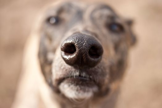 Close up image on dog's nostril