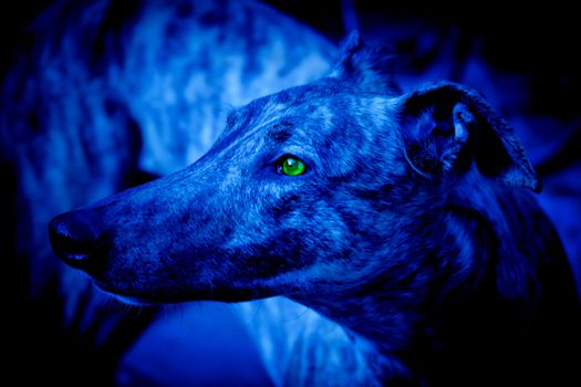 Dog with yellow eyes in the Night