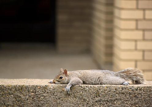 Adorable squirrel resting on brick wall