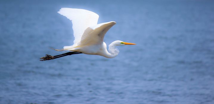 white egret in flight over the water