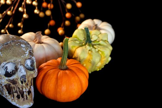 Halloween pumpkins with death skull on black background