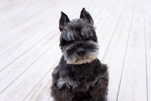 Portrait of black miniature schnauzer on deck