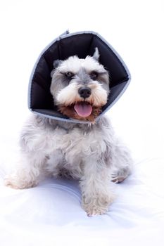 miniature schnauzer with a cone around her neck