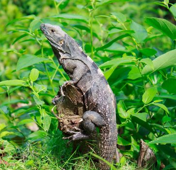 Wild iguana in the forest, Jaco, Costa Rica