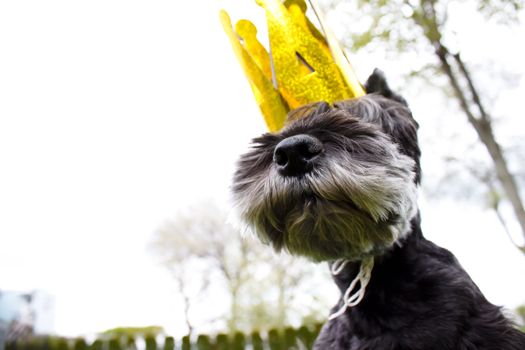 Miniature schnauzer dog wearing king\'s crown