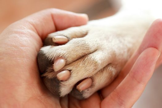 Friendship between human and dog - shaking hand and paw 