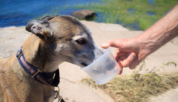 Retired greyhound dog drinking water during dog walk