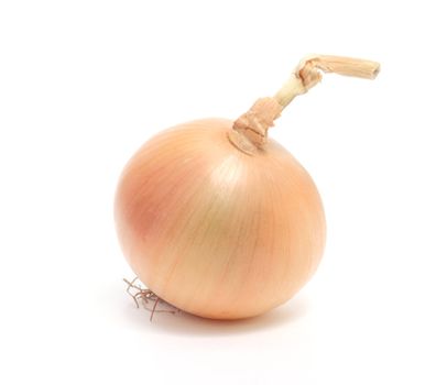 Onion isolated on white background