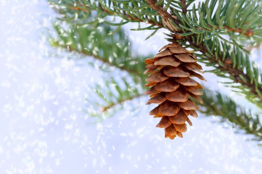 Pine branches with cone in snow