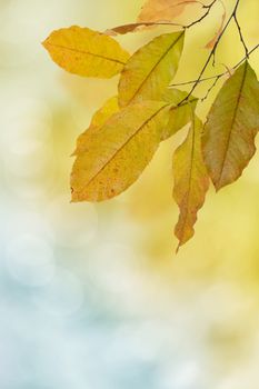 Autumn leaves on blue and yellow background