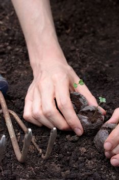 Planting young plants in soil