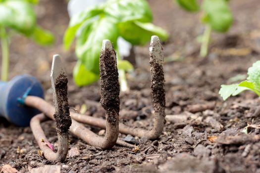 Garden small rake with young basil