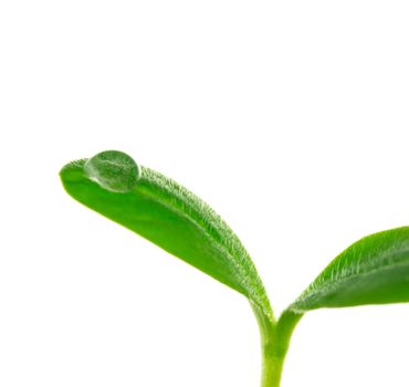 Young plant with a droplet isolated on white background