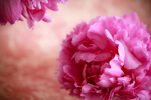 Pink peony flowers in retro vintage style