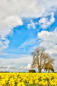 Tulips blooming in early spring with puffy white clouds at the Skagit Flats , Mt. Vernon, Washington