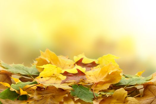 Autumn leaves over blurred background