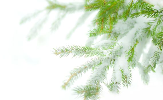 Pine tree with snow on white background