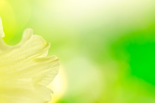 Abstract yellow daffodil on green background