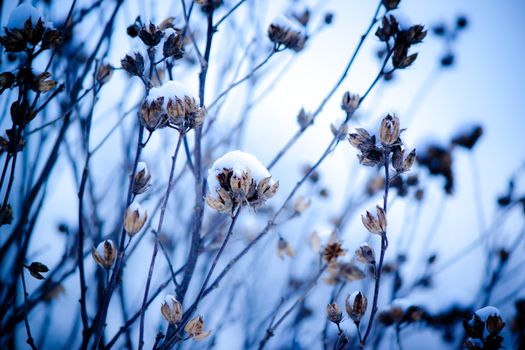 Flower in snow on light blue background