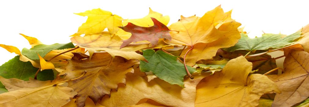 Autumn colorful leaves on white background