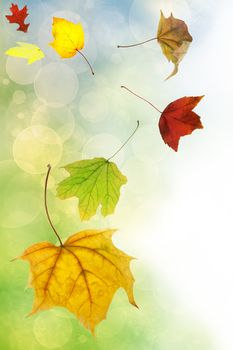 Autumn leaves on abstract soft blue and green  background