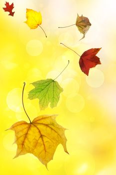 Autumn leaves on abstract soft yellow background