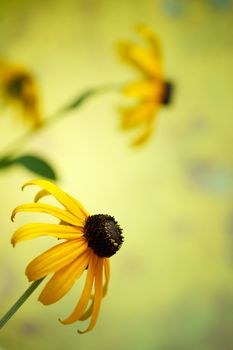 Rudbeckia flowers with bokeh background