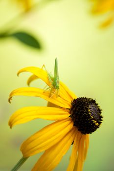 Rudbeckia flowers with grasshopper on bokeh background