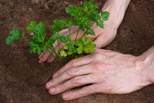 Planting young parsley in the soil