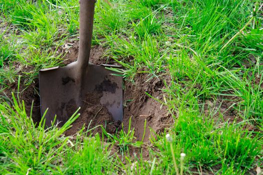 Shovel in the soil