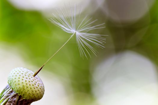 Single dandelion seed over shiny background