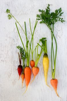 Organic colorful garden carrots on white wood