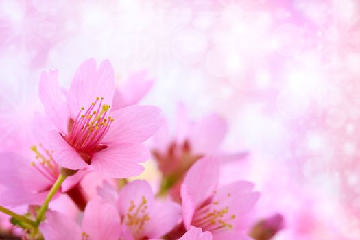 Pink cherry blossoms with abstract lights background