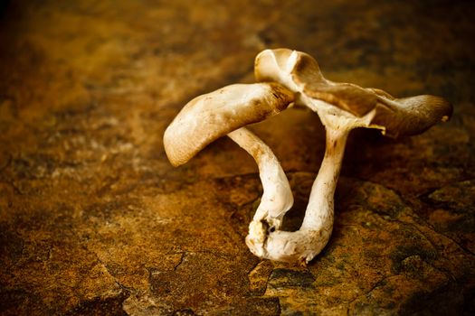 Shitake mushroom on brown stone table