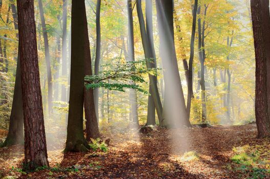 sunbeams in autumnal forest
