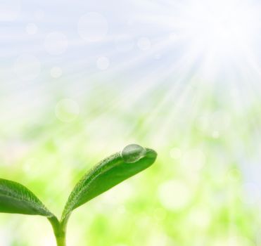 Young plant with a droplet over shiny spring background