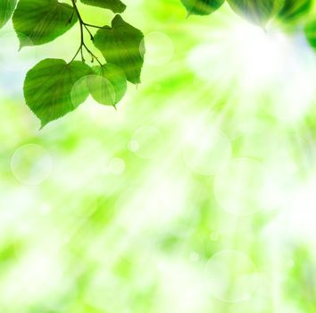 Spring sun beam with green leaves over shiny lights background
