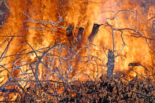 Forest fire destroying the trees, parched leaves feed the fire.