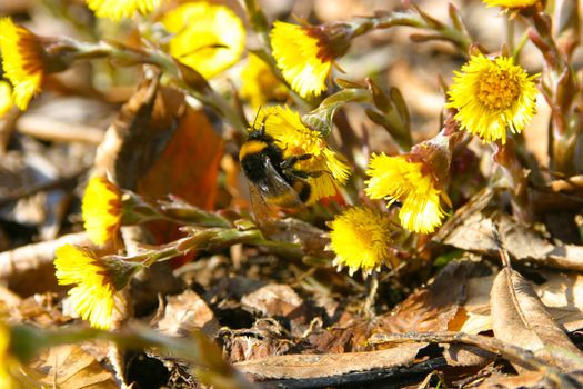 Working bee macro