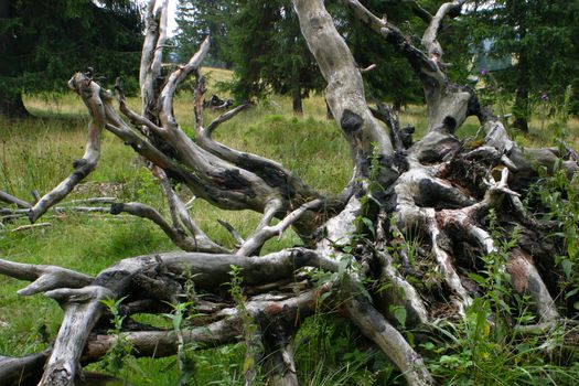 Branches in the forest