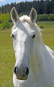 A white horse looking into the camera.