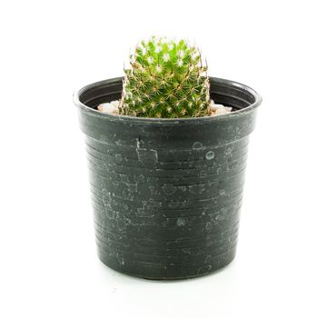 Cactus in pot on white background isolated