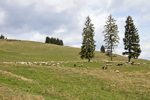 A flock of sheep is grazing on a hillside